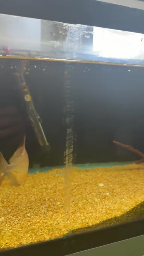 Skipton Aquatics aquarium
