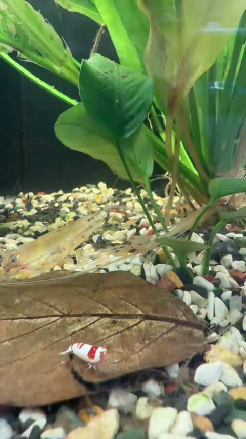Shrimp from our aquarium footage